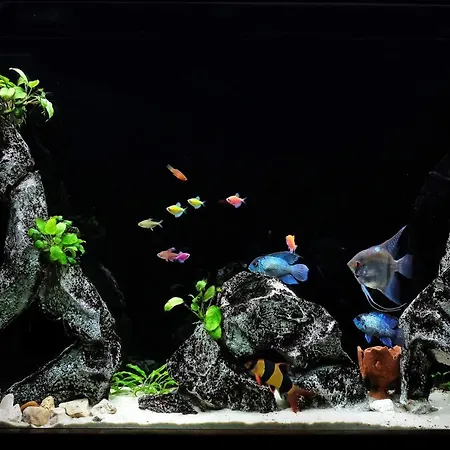 Big Blue - Apartment *